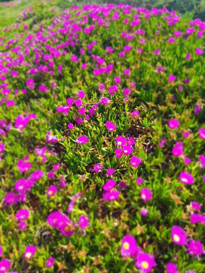 La Rose Des Sables, T2 A La Mer, Terrasse Et Garage Frontignan Buitenkant foto